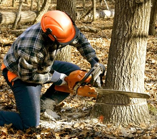 Tree Removal in Sequoia National Park, CA